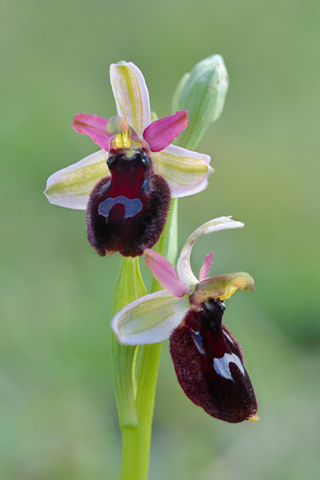 Ophrys bertoloniiformis