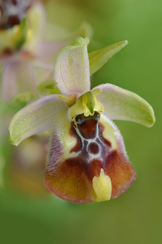 Ophrys biancae x calliantha