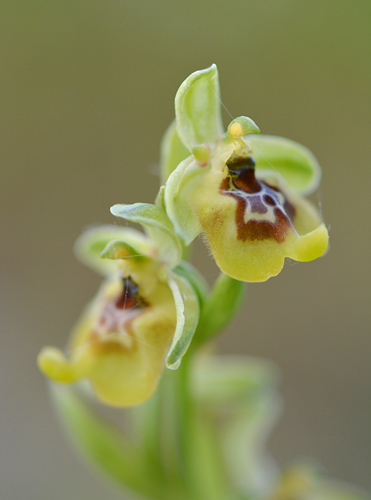 Ophrys biancae