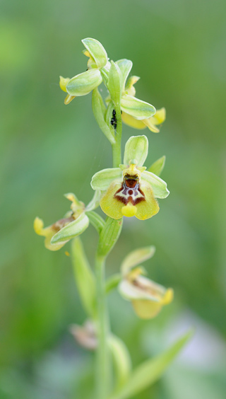 Ophrys biancae