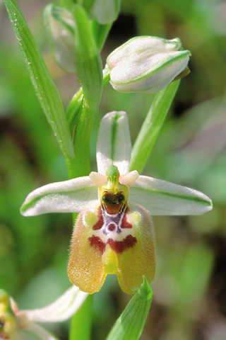 Ophrys biancae