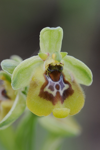 Ophrys biancae