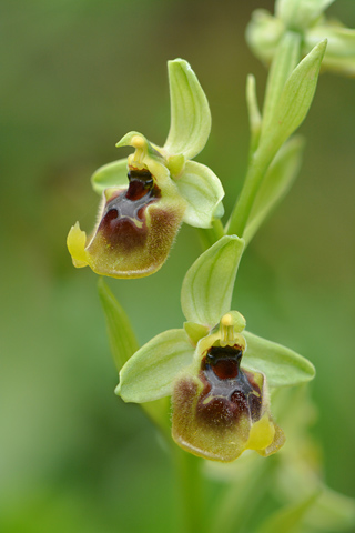 Ophrys biancae