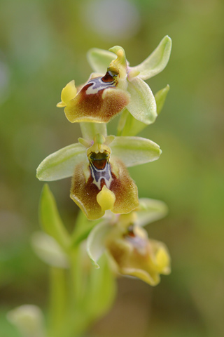 Ophrys biancae