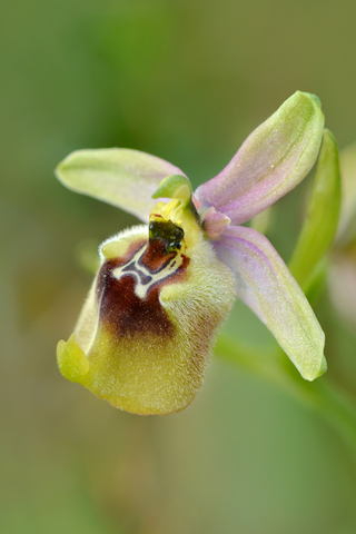 Ophrys biancae