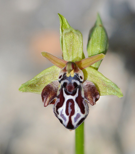 Ophrys cretica subsp. bicornuta