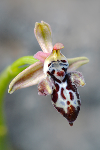 Ophrys cretica subsp. bicornuta