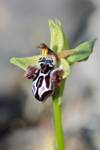 Ophrys cretica subsp. bicornuta