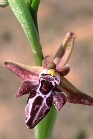 Ophrys cretica subsp. bicornuta