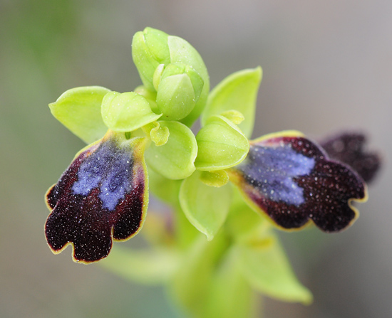 Ophrys bilunulata