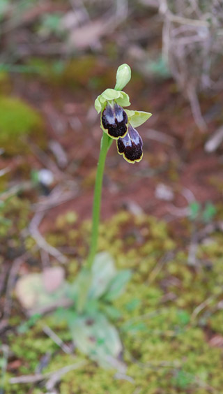 Ophrys bilunulata