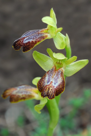 Ophrys bilunulata