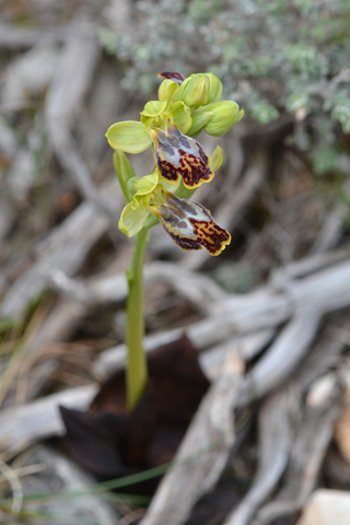 Ophrys bilunulata