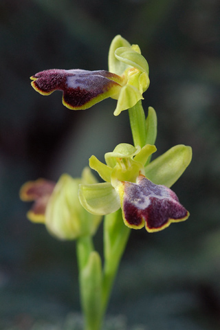 Ophrys bilunulata