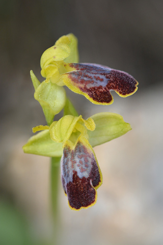 Ophrys bilunulata