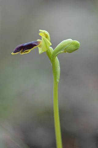 Ophrys bilunulata