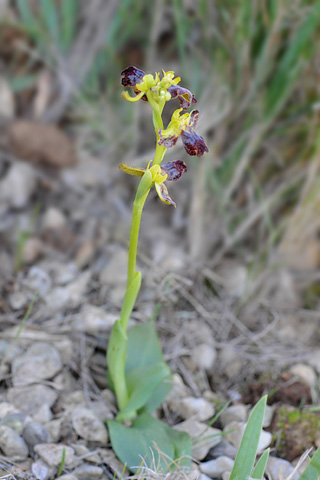 Ophrys bilunulata