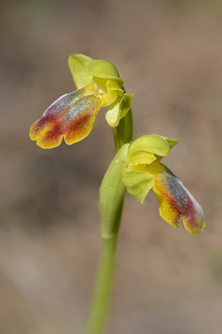 Ophrys bilunulata