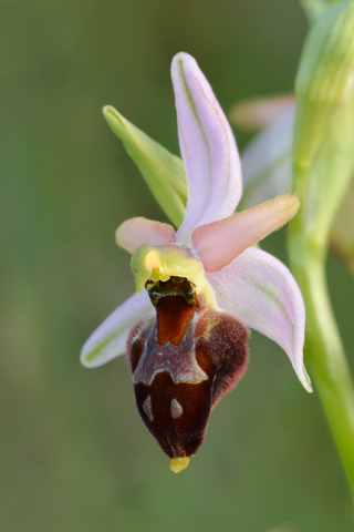 Ophrys archipelagi x biscutella
