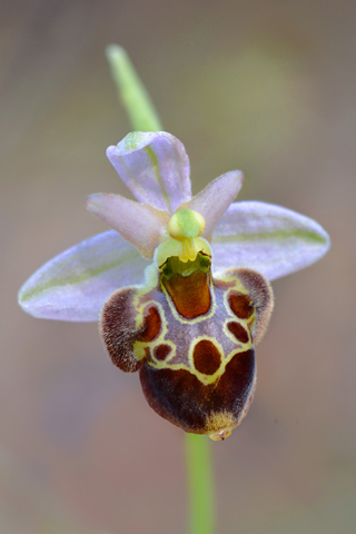 Ophrys biscutella x montis-gargani