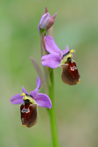 Ophrys biscutella x neglecta