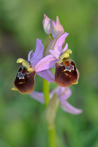 Ophrys biscutella x neglecta