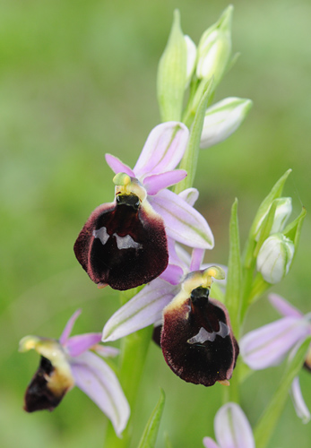 Ophrys biscutella