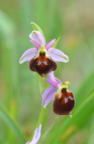 Ophrys biscutella