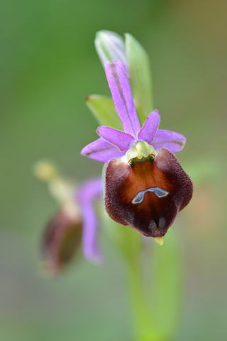 Ophrys biscutella