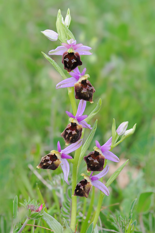 Ophrys biscutella