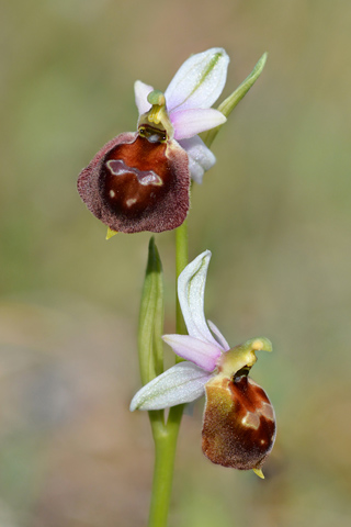 Ophrys biscutella