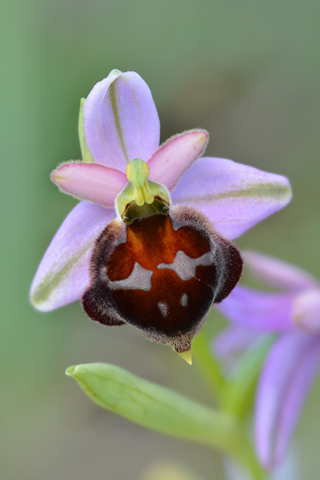 Ophrys biscutella