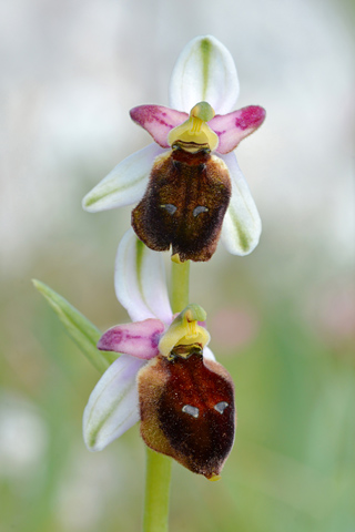 Ophrys biscutella
