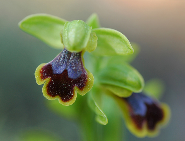 Ophrys blitopertha