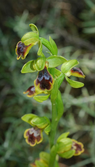 Ophrys blitopertha