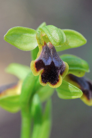 Ophrys blitopertha