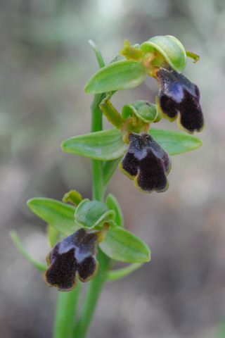 Ophrys blitopertha