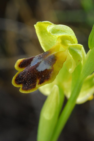 Ophrys blitopertha