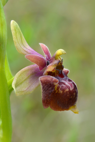 Ophrys apulica x bombyliflora