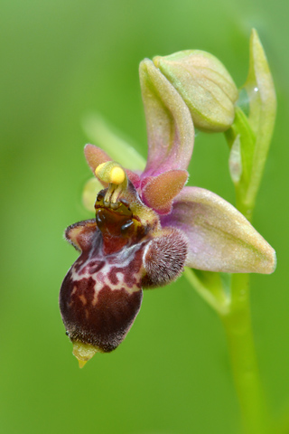 Ophrys  apulica x bombyliflora