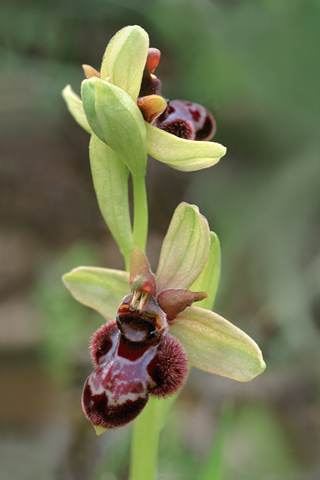 Ophrys bertoloniiformis x bombyliflora