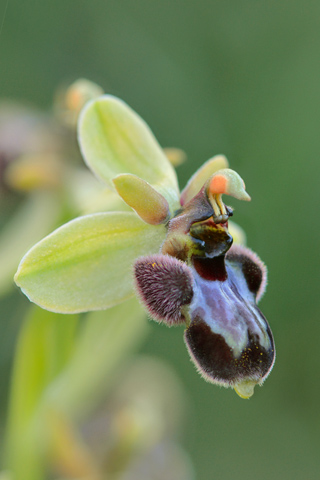 Ophrys bertoloniiformis x bombyliflora