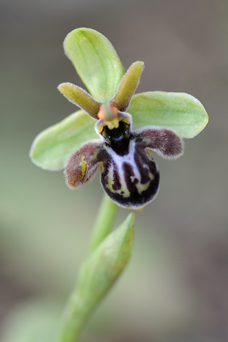 Ophrys  bombyliflora x cretica