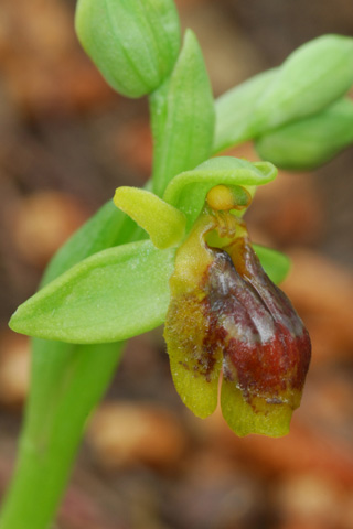 Ophrys bombyliflora x lutea