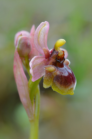 Ophrys  bombyliflora x tenthredinifera ssp. neglecta