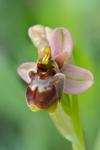 Ophrys  bombyliflora x tenthredinifera ssp. neglecta
