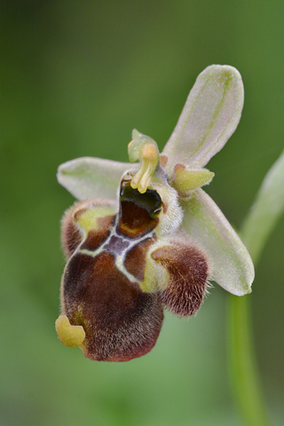 Ophrys  bombyliflora x parvimaculata