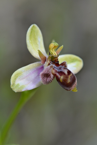 Ophrys bombyliflora x picta