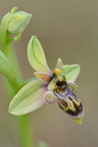 Ophrys bombyliflora x picta