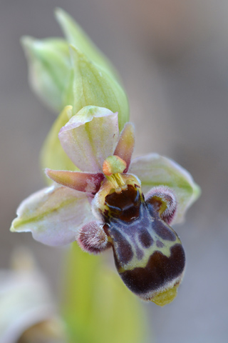Ophrys  bombyliflora x scolopax